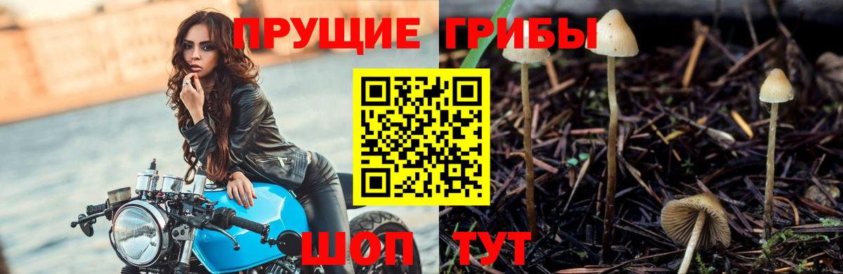 Марихуана Будённовск